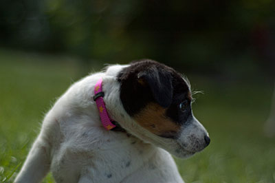 Parson Russell Terrier Cera von den Elmwirschen