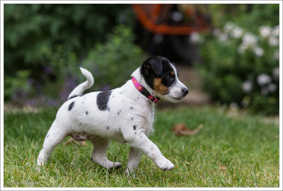 Parson Russell Terrier Cera von den Elmwirschen