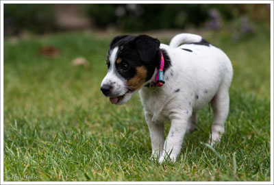 Parson Russell Terrier Cera von den Elmwirschen