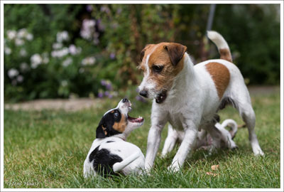 Parson Russell Terrier Cera von den Elmwirschen