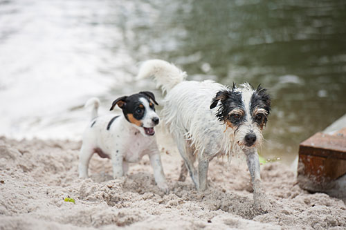 Parson Russell Terrier Cera von den Elmwirschen