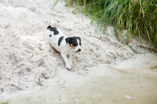 Parson Russell Terrier Cera von den Elmwirschen