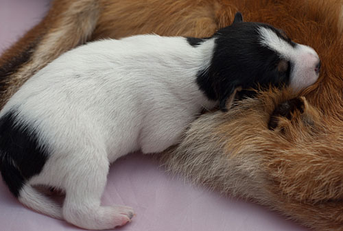 Parson Russell Terrier Cisso von den Elmwirschen