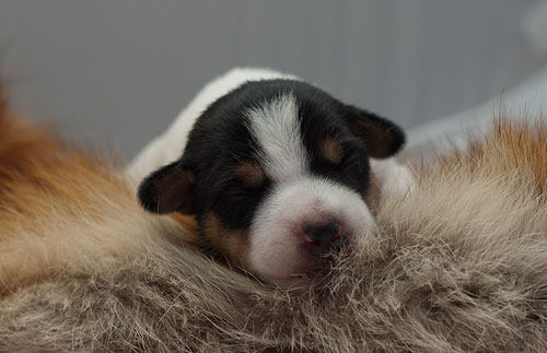 Parson Russell Terrier Cisso von den Elmwirschen