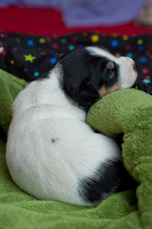 Parson Russell Terrier Cisso von den Elmwirschen