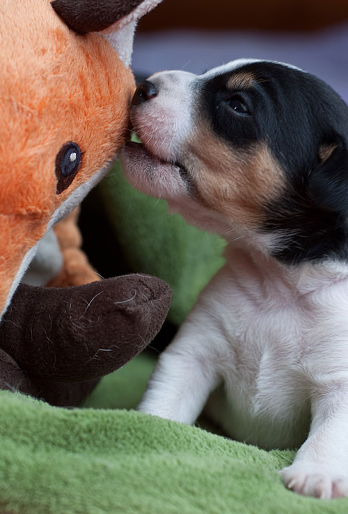 Parson Russell Terrier Cisso von den Elmwirschen