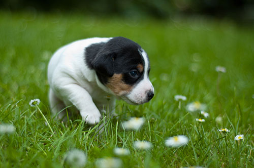 Parson Russell Terrier Cisso von den Elmwirschen