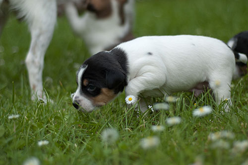 Parson Russell Terrier Cisso von den Elmwirschen