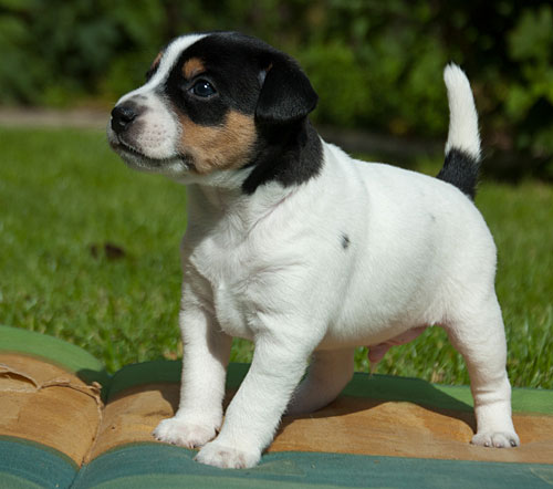 Parson Russell Terrier Cisso von den Elmwirschen