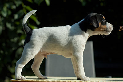 Parson Russell Terrier Cisso von den Elmwirschen