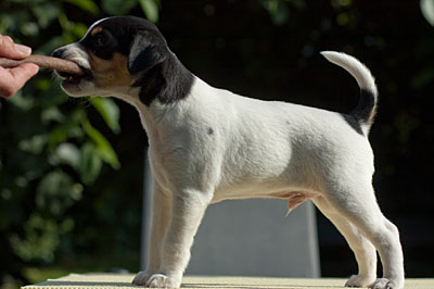 Parson Russell Terrier Cisso von den Elmwirschen