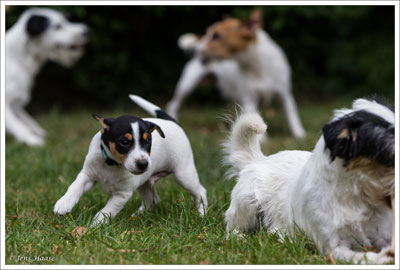 Parson Russell Terrier Cisso von den Elmwirschen