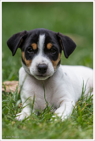 Parson Russell Terrier Cisso von den Elmwirschen