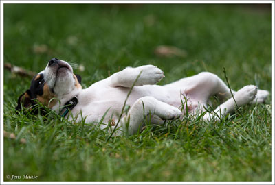 Parson Russell Terrier Cisso von den Elmwirschen