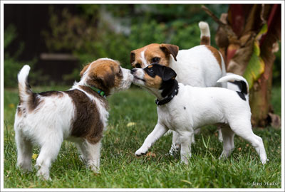 Parson Russell Terrier Cisso von den Elmwirschen