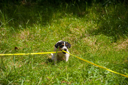 Parson Russell Terrier Cisso von den Elmwirschen