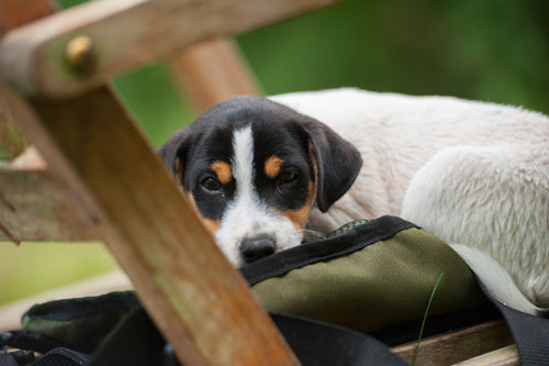 Parson Russell Terrier Cisso von den Elmwirschen