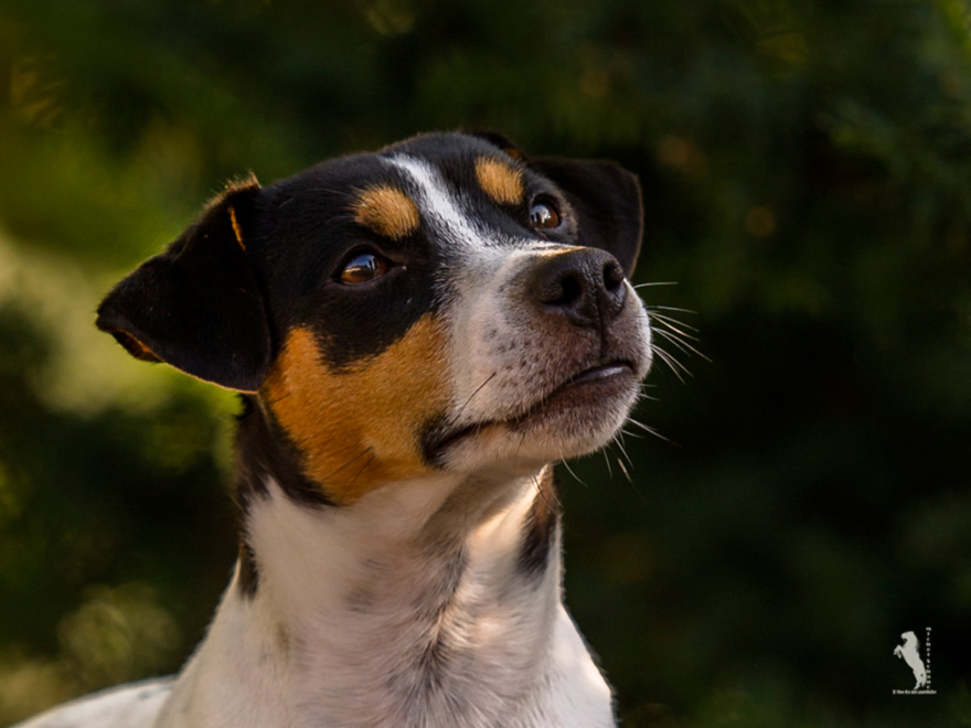 Parson Russell Terrier Cito von den Elmwirschen