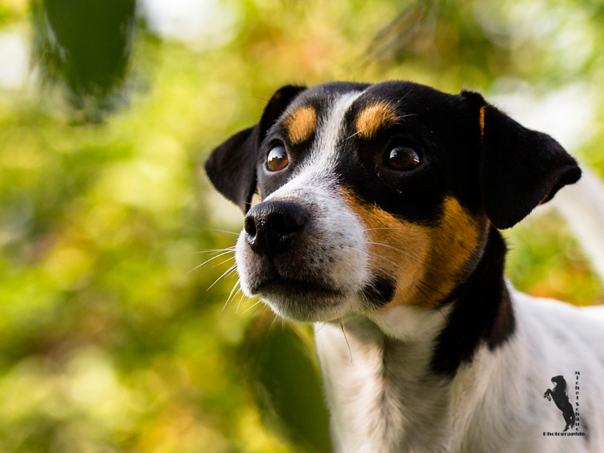 Parson Russell Terrier