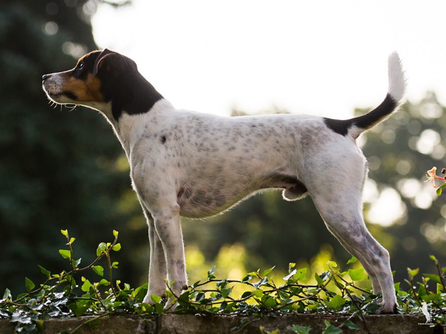 Parson Russell Terrier Cito von den Elmwirschen