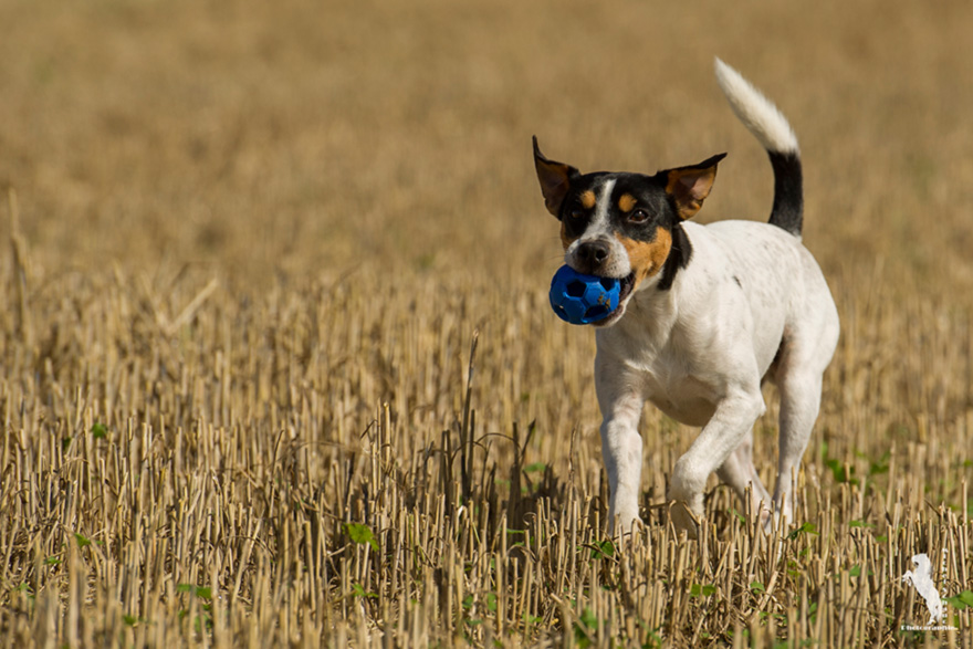 Parson Russell Terrier Cito von den Elmwirschen