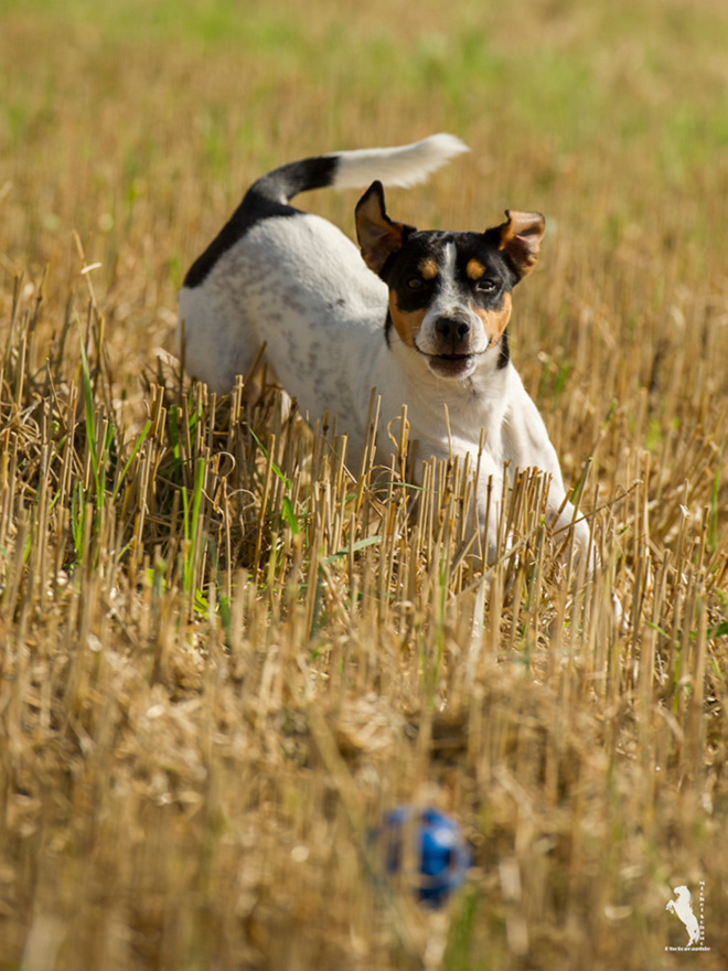 Parson Russell Terrier Cisso von den Elmwirschen