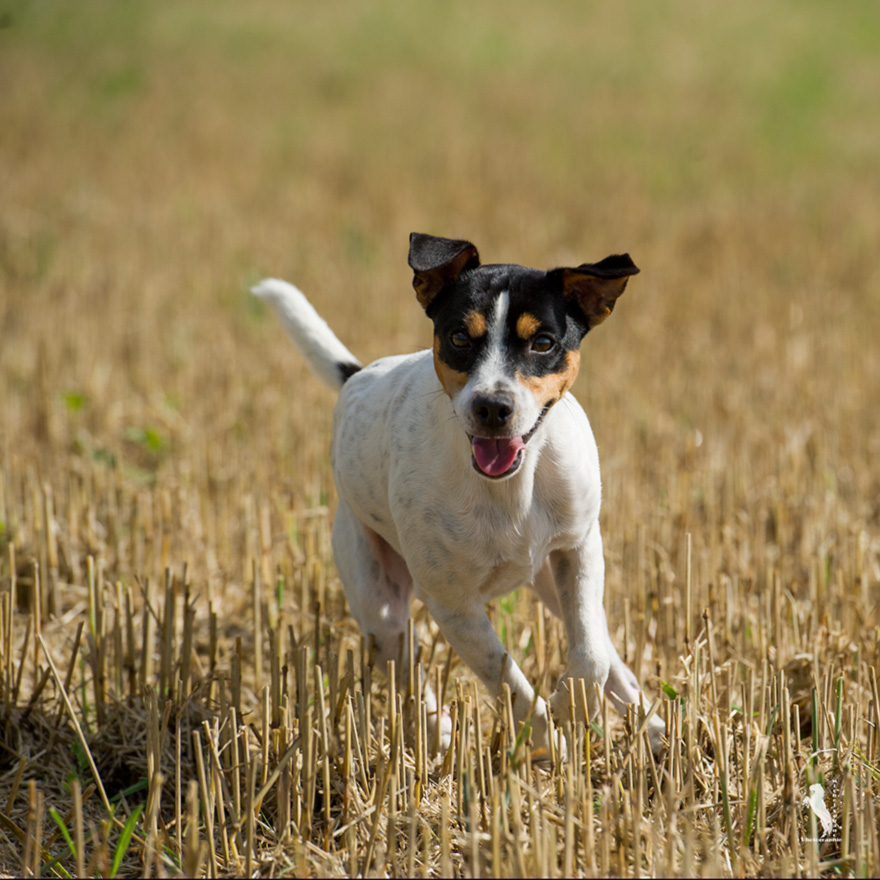 Parson Russell Terrier