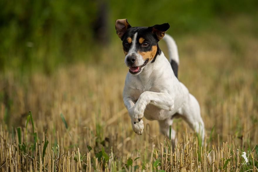 Parson Russell Terrier Cito von den Elmwirschen