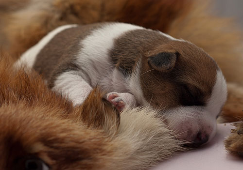 Parson Russell Terrier Colle von den Elmwirschen