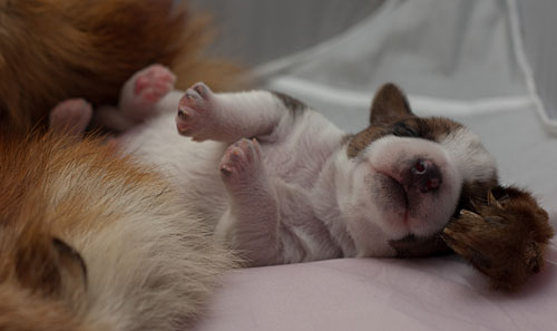 Parson Russell Terrier Colle von den Elmwirschen