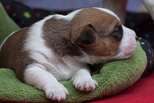 Parson Russell Terrier Colle von den Elmwirschen