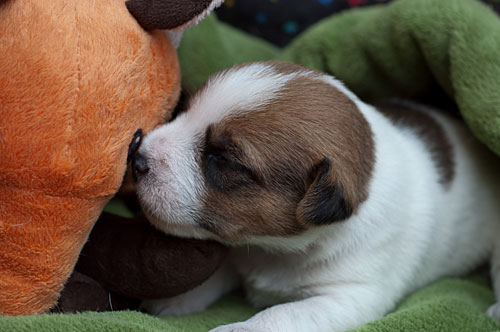 Parson Russell Terrier Colle von den Elmwirschen