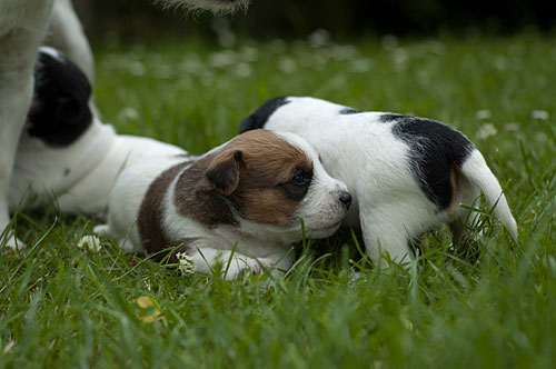 Parson Russell Terrier Colle von den Elmwirschen