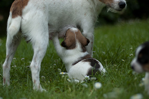 Parson Russell Terrier Colle von den Elmwirschen