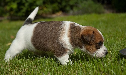 Parson Russell Terrier Colle von den Elmwirschen