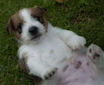 Parson Russell Terrier Colle von den Elmwirschen