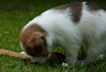 Parson Russell Terrier Colle von den Elmwirschen