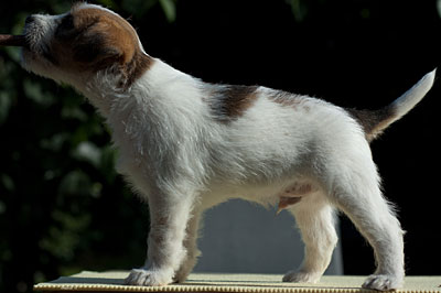 Parson Russell Terrier Colle von den Elmwirschen