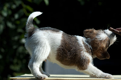 Parson Russell Terrier Colle von den Elmwirschen