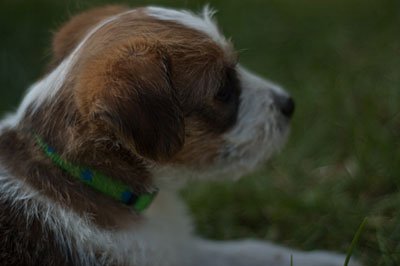 Parson Russell Terrier Colle von den Elmwirschen