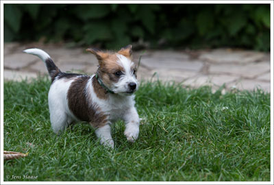 Parson Russell Terrier Colle von den Elmwirschen