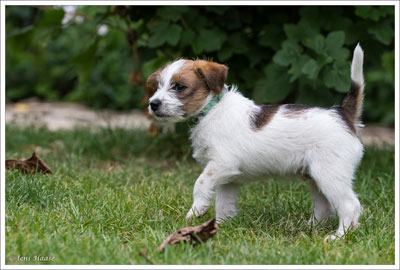 Parson Russell Terrier Colle von den Elmwirschen