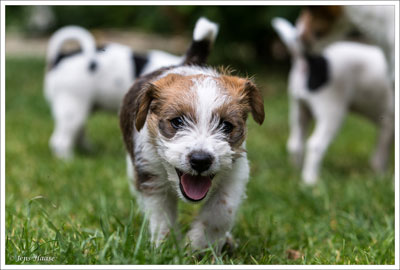 Parson Russell Terrier Colle von den Elmwirschen