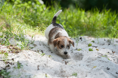 Parson Russell Terrier Colle von den Elmwirschen