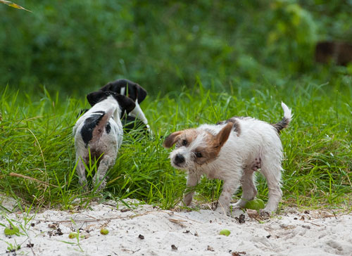 Parson Russell Terrier Colle von den Elmwirschen