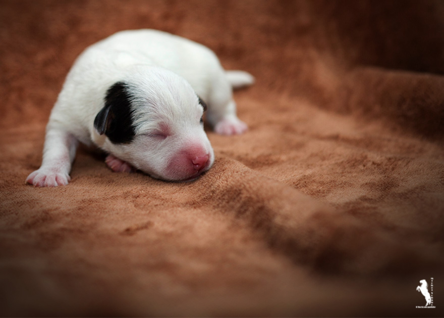 Parson Russell Terrier d-wurf1