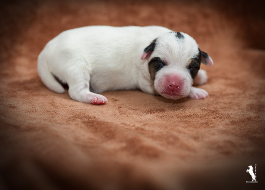 Parson Russell Terrier d-wurf3