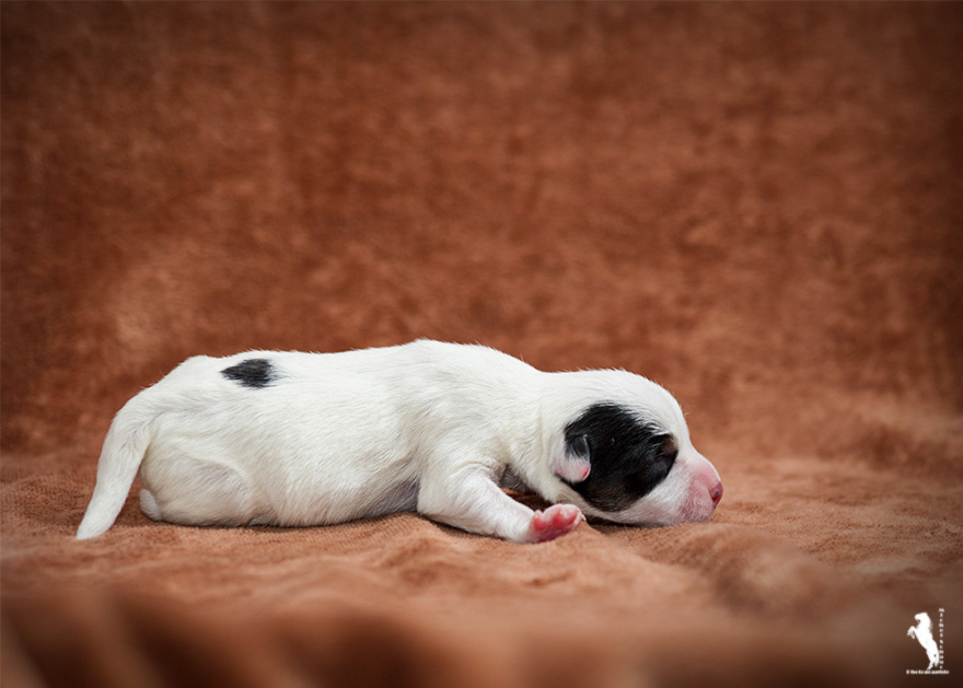 Parson Russell Terrier d-wurf4