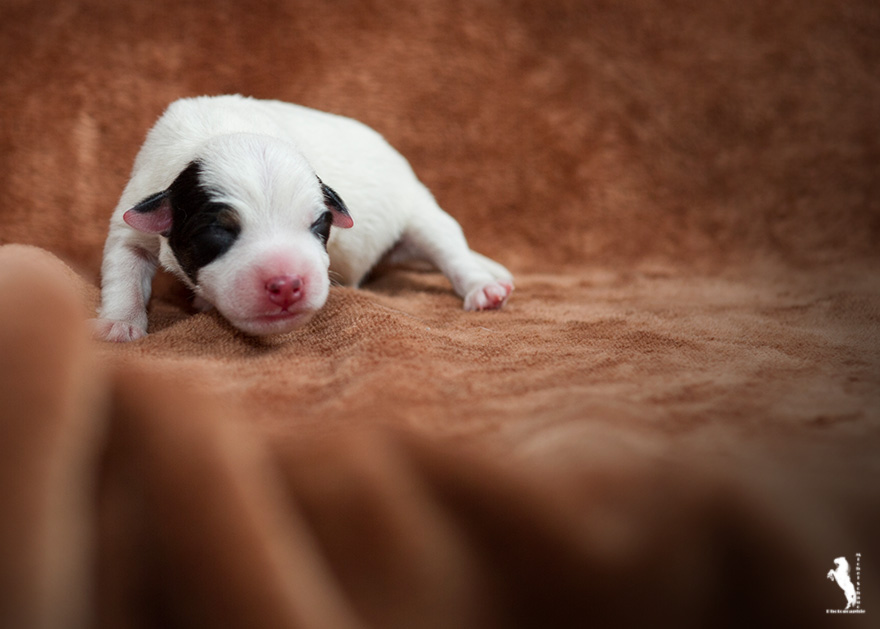 Parson Russell Terrier d-wurf4