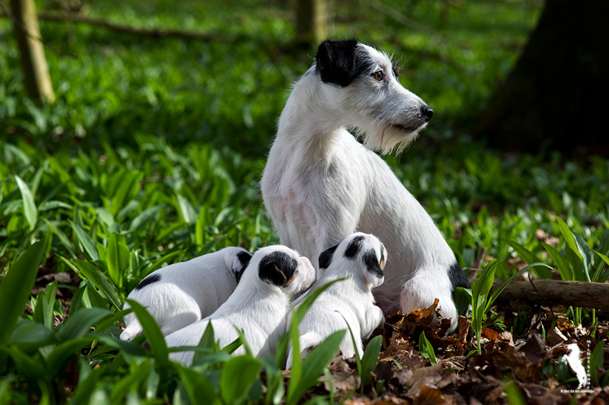 Parson Russell Terrier D-wurf2